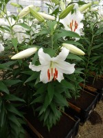 [4242 Siberia MAK2L No01.JPG]